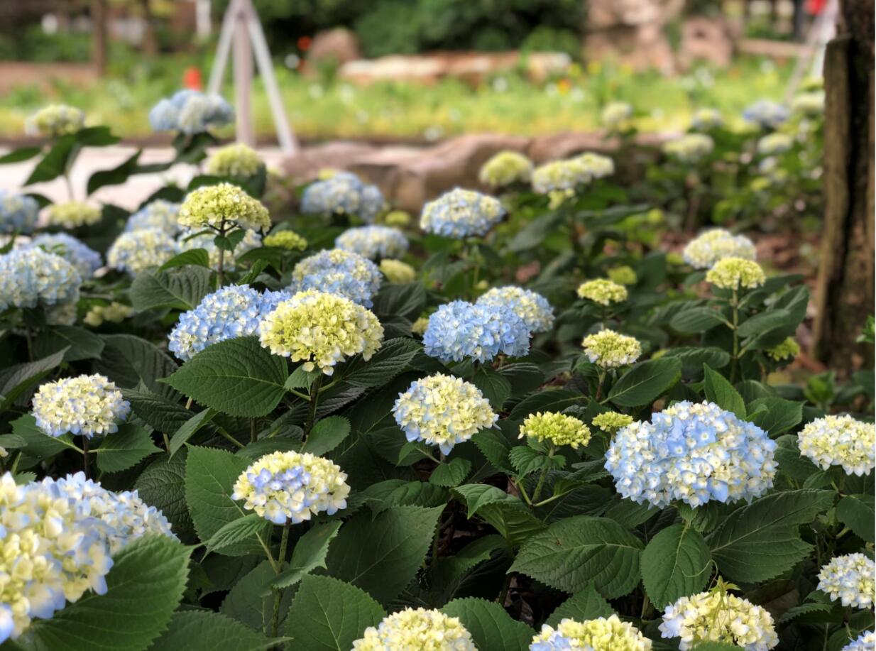 1595841093889061719.jpg qq截图20200727171126.jpg